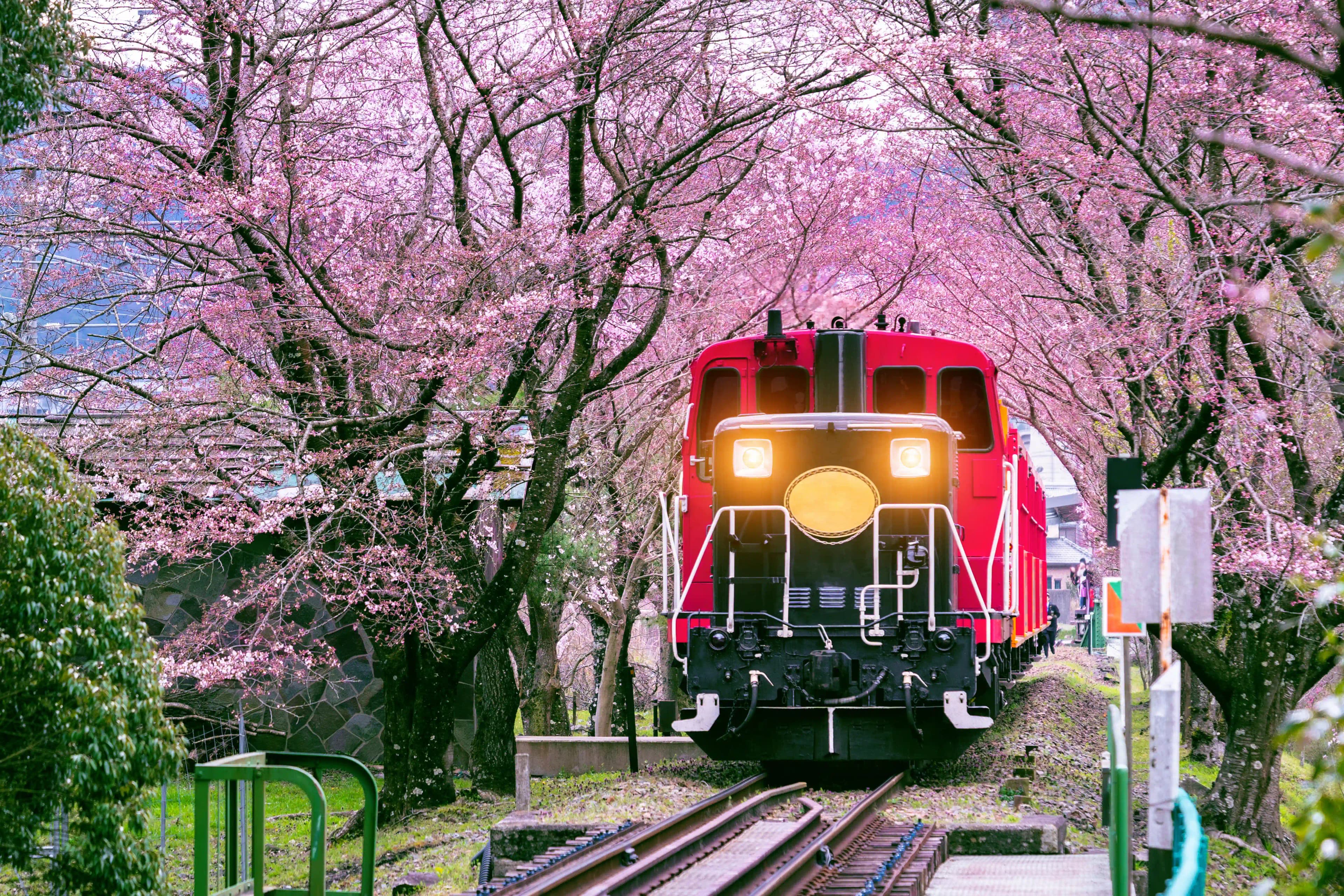 Cherry Blossoms & Theme Parks